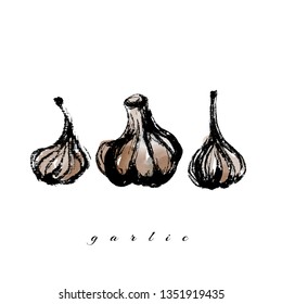 Vector watercolor garlic