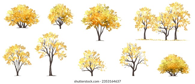 Vector watercolor ginkgo tree or forest side view isolated  for landscape and architecture drawing,elements for environment or garden,botanical element for exterior section in autumn