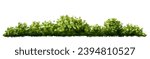 Vector watercolor green tree or forest side view isolated on white background for landscape and architecture drawing,elements for environment or garden,botanical element for exterior section in spring