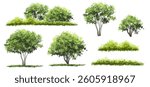  Vector watercolor green  tree or forest side view isolated on white background for landscape and architecture drawing,elements for environment or and garden,Shrub for section