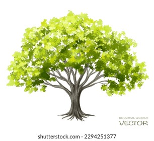 Vector acuarela verde árbol o vista lateral del bosque aislado en fondo blanco para el paisaje y el dibujo arquitectónico, elementos para el medio ambiente o el jardín, elemento botánico para la sección exterior