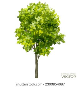 Vector acuarela verde árbol o vista lateral del bosque aislado en fondo blanco para el dibujo de paisaje y arquitectura, elementos para el medio ambiente o jardín, elemento botánico para la sección exterior en primavera