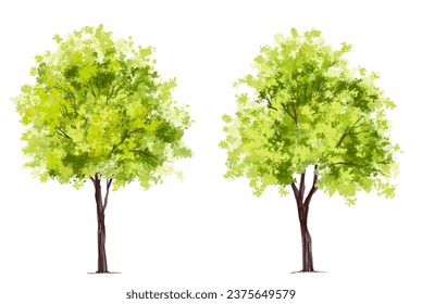 Vector watercolor green tree or forest side view isolated on white background for landscape and architecture drawing,elements for environment or garden,botanical element for exterior section in spring