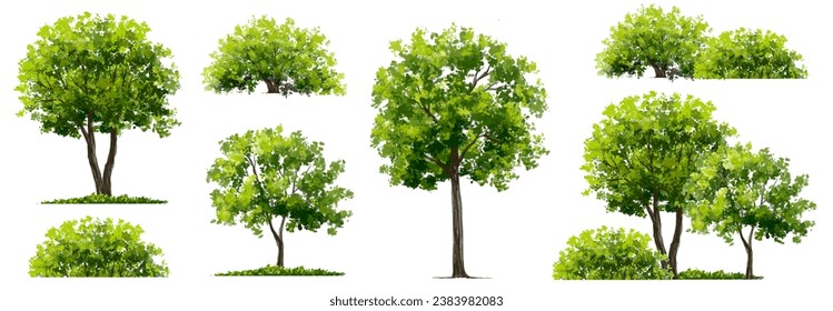 Vector acuarela verde árbol o vista lateral del bosque aislado en fondo blanco para el dibujo de paisaje y arquitectura, elementos para el medio ambiente o jardín, elemento botánico para la sección exterior en primavera