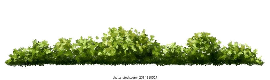 Vector acuarela verde árbol o vista lateral del bosque aislado en fondo blanco para el dibujo de paisaje y arquitectura, elementos para el medio ambiente o jardín, elemento botánico para la sección exterior en primavera