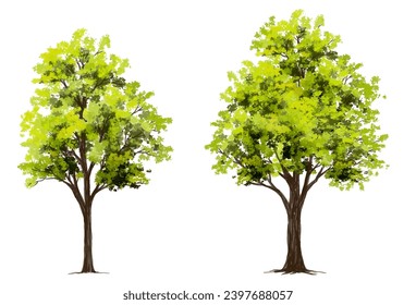 Vector acuarela verde árbol o vista lateral del bosque aislado en fondo blanco para el dibujo de paisaje y arquitectura, elementos para el medio ambiente o jardín, elemento botánico para la sección exterior en primavera