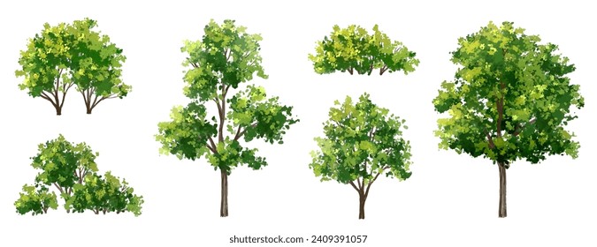 Vector watercolor green tree or forest side view isolated on white background for landscape and architecture drawing,elements for environment or garden,botanical element for exterior section in spring