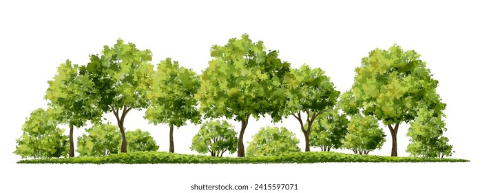 Vector acuarela verde árbol o vista lateral del bosque aislado en fondo blanco para el dibujo de paisaje y arquitectura, elementos para el medio ambiente o jardín, elemento botánico para la sección exterior en primavera