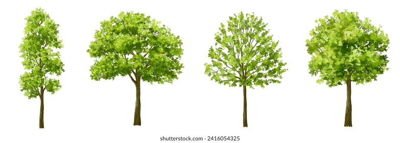 Vector acuarela verde árbol o vista lateral del bosque aislado en fondo blanco para el dibujo de paisaje y arquitectura, elementos para el medio ambiente o jardín, elemento botánico para la sección exterior en primavera