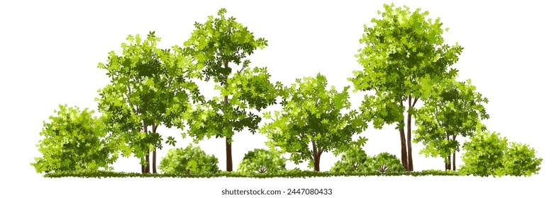 Vector watercolor green tree or forest side view isolated on white background for landscape and architecture drawing,elements for environment or garden,botanical element for exterior section in spring