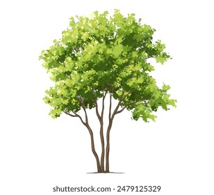 Vector acuarela verde árbol o vista lateral del bosque aislado en fondo blanco para el dibujo del paisaje y de la arquitectura, Elementos para el medio ambiente o el jardín, elemento botánico para la sección exterior en primavera