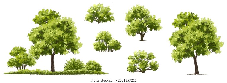  Vector watercolor green  tree or forest side view isolated on white background for landscape and architecture drawing,elements for environment or and garden,Shrub for section