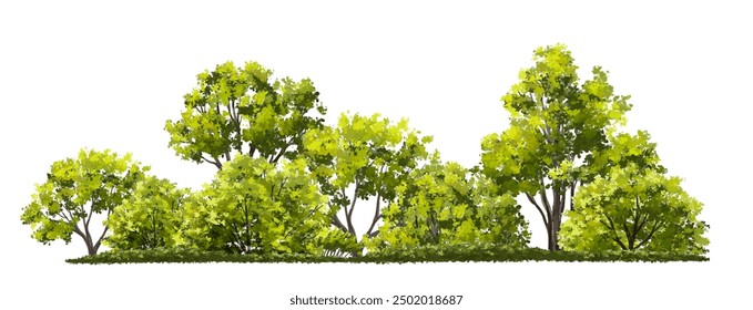  Vector watercolor green  tree or forest side view isolated on white background for landscape and architecture drawing,elements for environment or and garden,Shrub for section