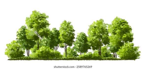  Vector watercolor green  tree or forest side view isolated on white background for landscape and architecture drawing,elements for environment or and garden,Shrub for section