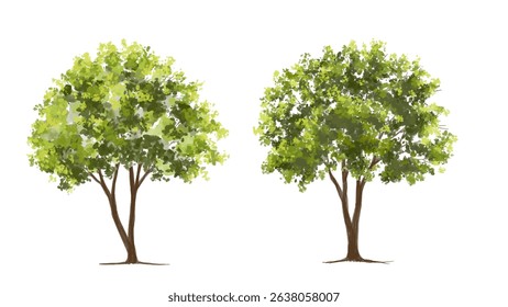  Vector watercolor green  tree or forest side view isolated on white background for landscape and architecture drawing,elements for environment or and garden,Shrub for section