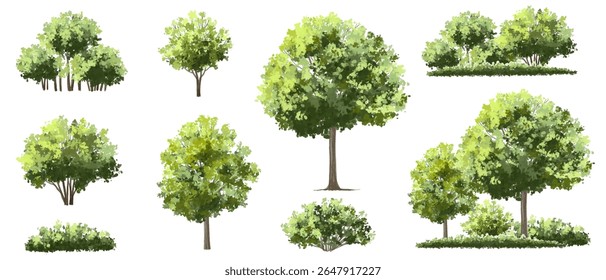  Vector watercolor green  tree or forest side view isolated on white background for landscape and architecture drawing,elements for environment or and garden,Shrub for section