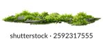  Vector watercolor green  tree or meadow side view isolated on white background for landscape and architecture drawing,elements for environment or and garden,Shrub for section,moss and fern garden 