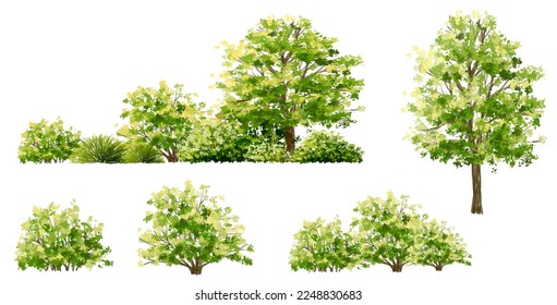 Vector watercolor of green tree side view isolated on white background for landscape  and architecture drawing, elements for environment and garden, painting botanical for section and elevation 