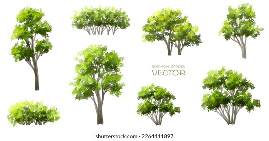 Vector watercolor of green tree side view isolated on white background for landscape  and architecture drawing, elements for environment and garden, painting botanical for section and elevation 
