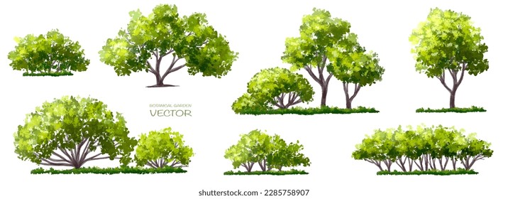 Vista lateral de árbol verde de acuarela vectorial aislada en fondo blanco para el dibujo de paisaje y arquitectura, elementos para el medio ambiente y el jardín, elementos botánicos para sección en primavera 