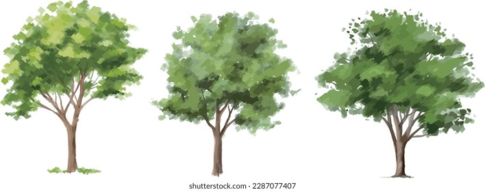 acuarela vectorial de la vista verde de los árboles aislados en fondo blanco para el dibujo de paisaje y arquitectura, elementos para el medio ambiente y el jardín, pintura botánica para sección y elevación