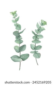 Vector watercolor greenery baby eucalyptus, perfect for card, wall decor and any other design