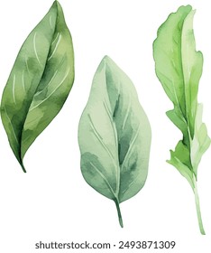 Vector Watercolor greenery, spices, clipart. Bay leaf, lettuce. Illustrations for creative cooking, invitation, greeting cards, birthday, event, holiday, menu; cooking class; Master Class