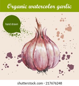 Vector watercolor hand drawn garlic with watercolor drops. Organic food illustration.