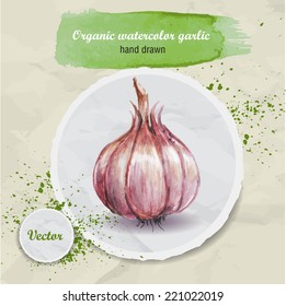 Vector watercolor hand drawn garlic on round paper piece with watercolor drops. Organic food illustration.