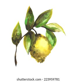 Vector watercolor hand drawn isolated lemon branch