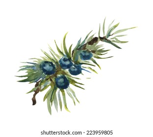 Vector watercolor hand drawn isolated juniper 