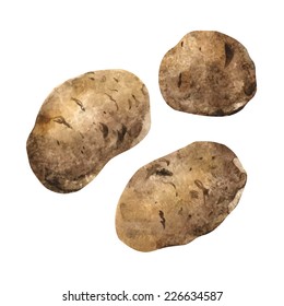 Vector watercolor hand drawn isolated realistic potatoes