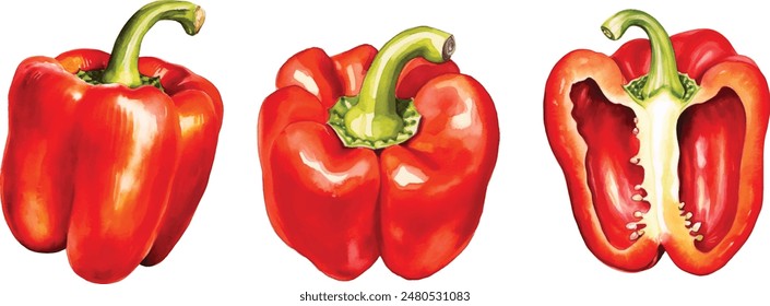 Vector watercolor hand drawn set of fresh organic red bell peppers on a white background