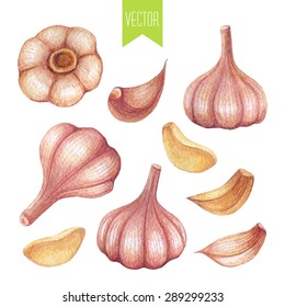 Vector watercolor hand drawn set of fresh organic garlic on a white background 