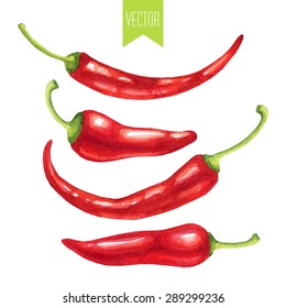 Vector watercolor hand drawn set of fresh organic red hot chili peppers on a white background