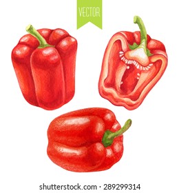 Vector watercolor hand drawn set of fresh organic red bell peppers on a white background