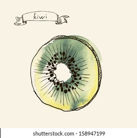 Vector watercolor hand drawn vintage illustration of kiwi