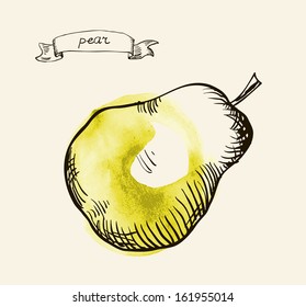 Vector watercolor hand drawn vintage illustration of pear