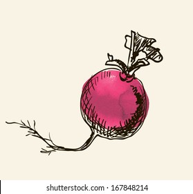Vector watercolor hand drawn vintage illustration of beetroot
