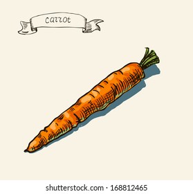 Vector watercolor hand drawn vintage illustration of carrot