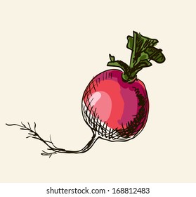 Vector watercolor hand drawn vintage illustration of beetroot