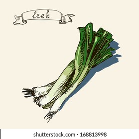Vector watercolor hand drawn vintage illustration of leek