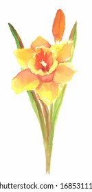 Vector watercolor hand painted isolated daffodil