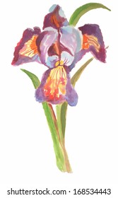 Vector watercolor hand painted isolated iris
