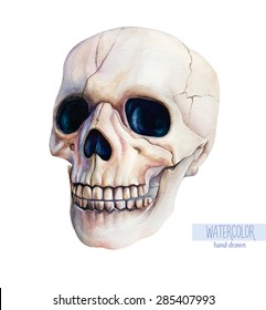 Vector watercolor hand-drawn human skull isolated on a white background