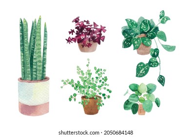 Vector watercolor hand-drawn illustration with home plants. Greenhouse plants illustrations. Set of floral elements isolated on white. Decorative greenery collection perfect for print, poster, card