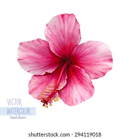 Vector watercolor hand-drawn illustration of a pink hibiscus. Single flower isolated on s white background