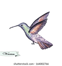 Vector watercolor hummingbird  Vector illustration for greeting cards  invitations    other printing   web projects 