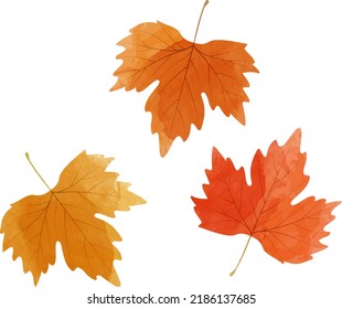Vector watercolor illustration of autumn maple leaves isolated on background.