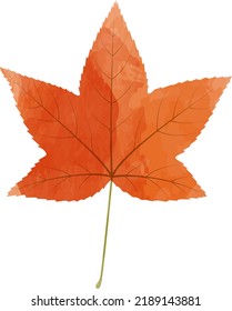 Vector watercolor illustration of an autumn sweet gum tree leaf isolated on background.